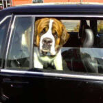 Do Dogs Prefer Riding In Electric Vehicles Compared To A Diesel?